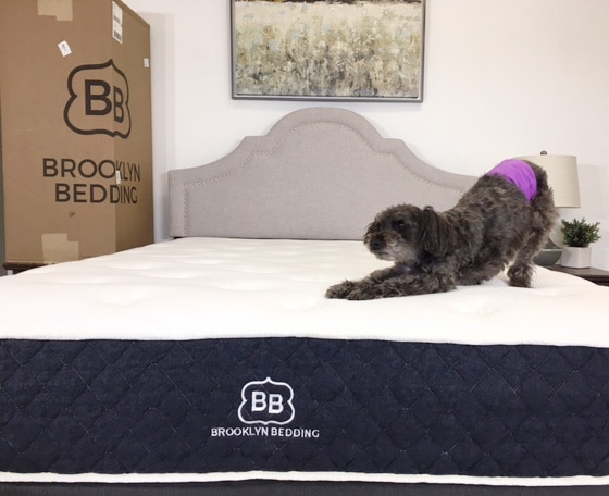 brooklyn signature mattress with dog