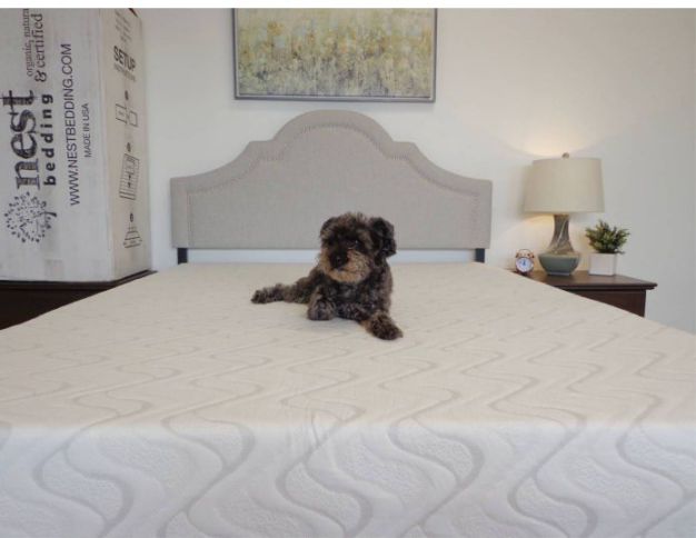 Dog on Love and Sleep mattress