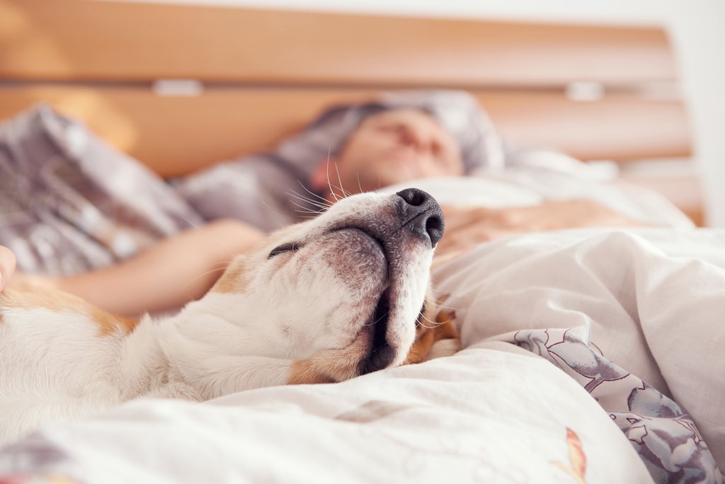 Sleeping With Your Dog