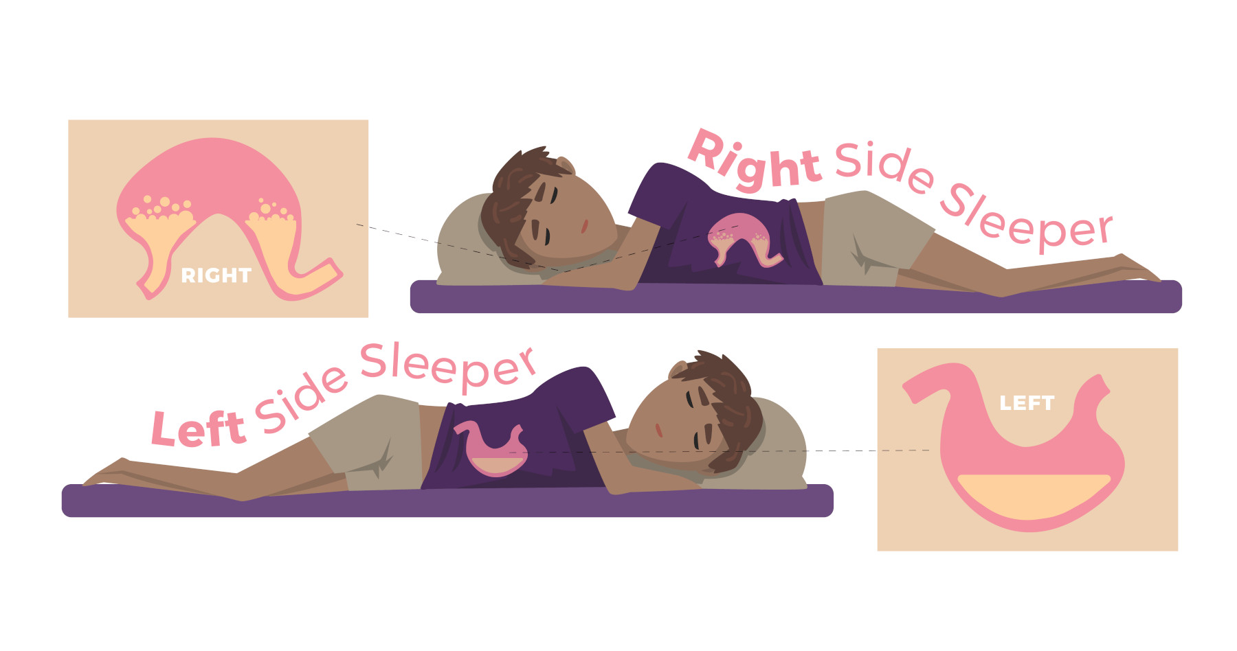 Sleep And Your Digestion Our Sleep Guide