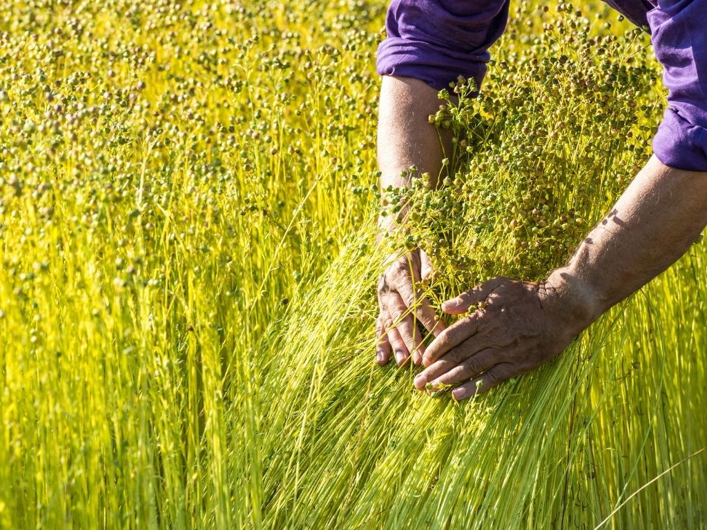 best bedding linen - flax field